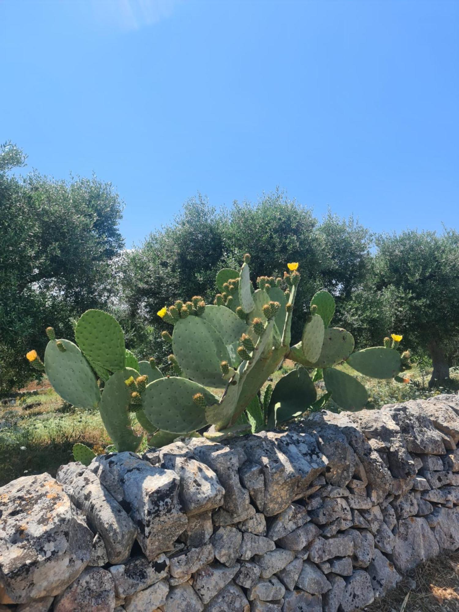 Masseria Gianca Cisternino Kültér fotó